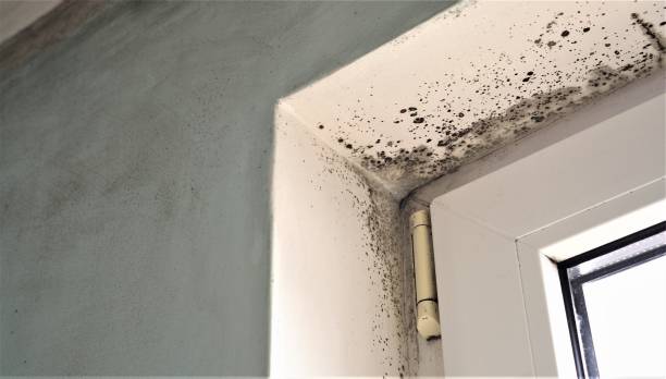 Dehumidification Services in Leisure Village West, NJ