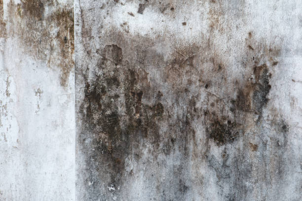 Best Mold Removal for HVAC Installations  in Leisure Village West, NJ